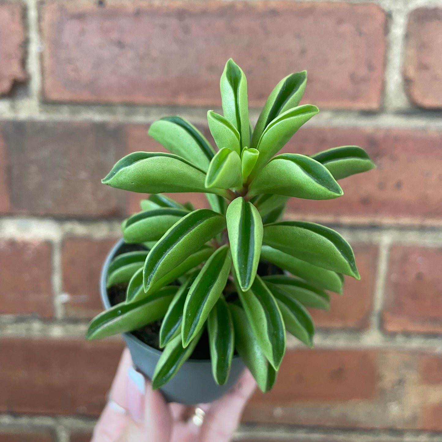 #houseplant## - #plantbaby#