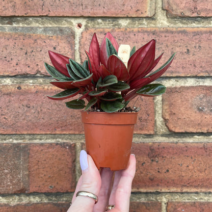#houseplant## - #plantbaby#
