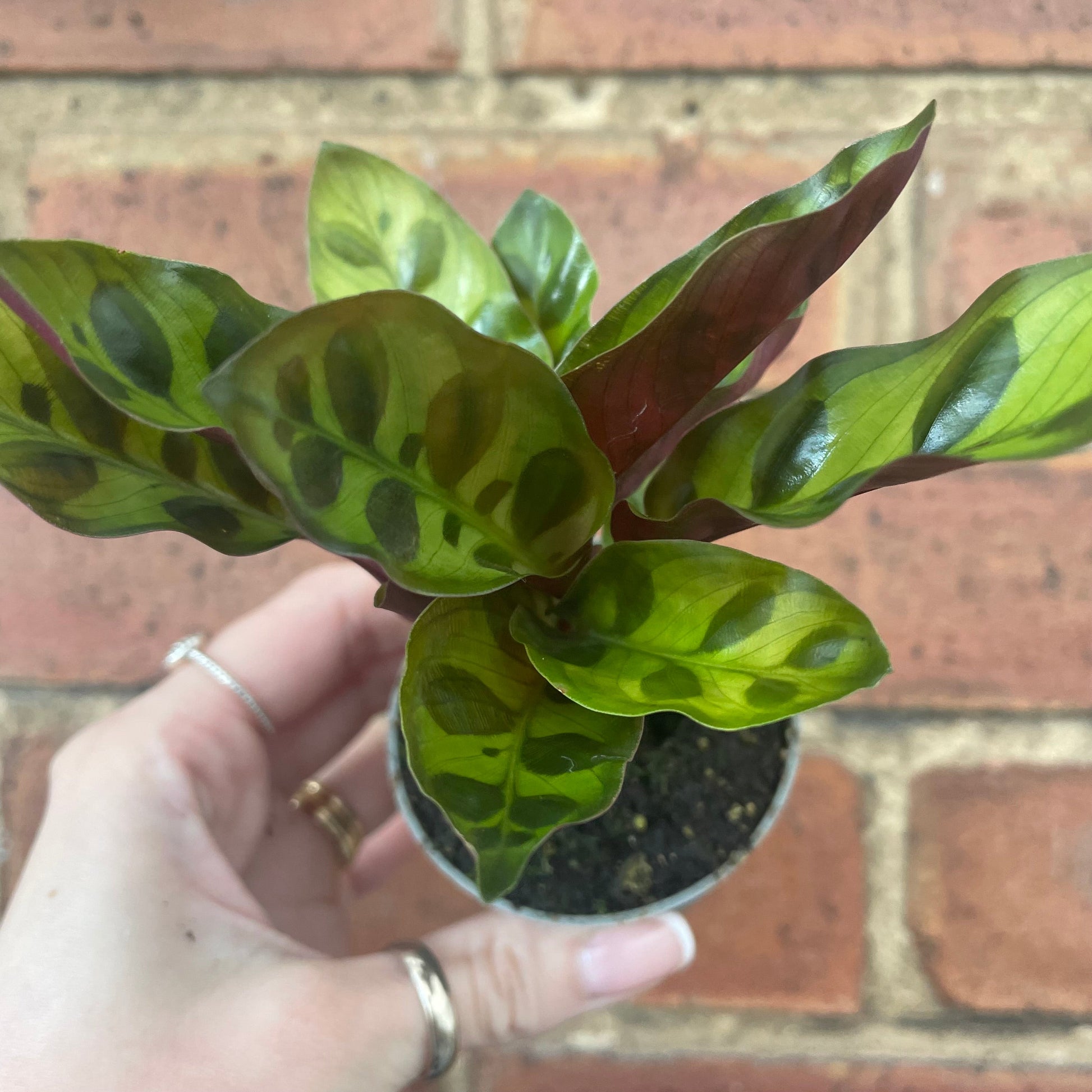 #houseplant## - #plantbaby#