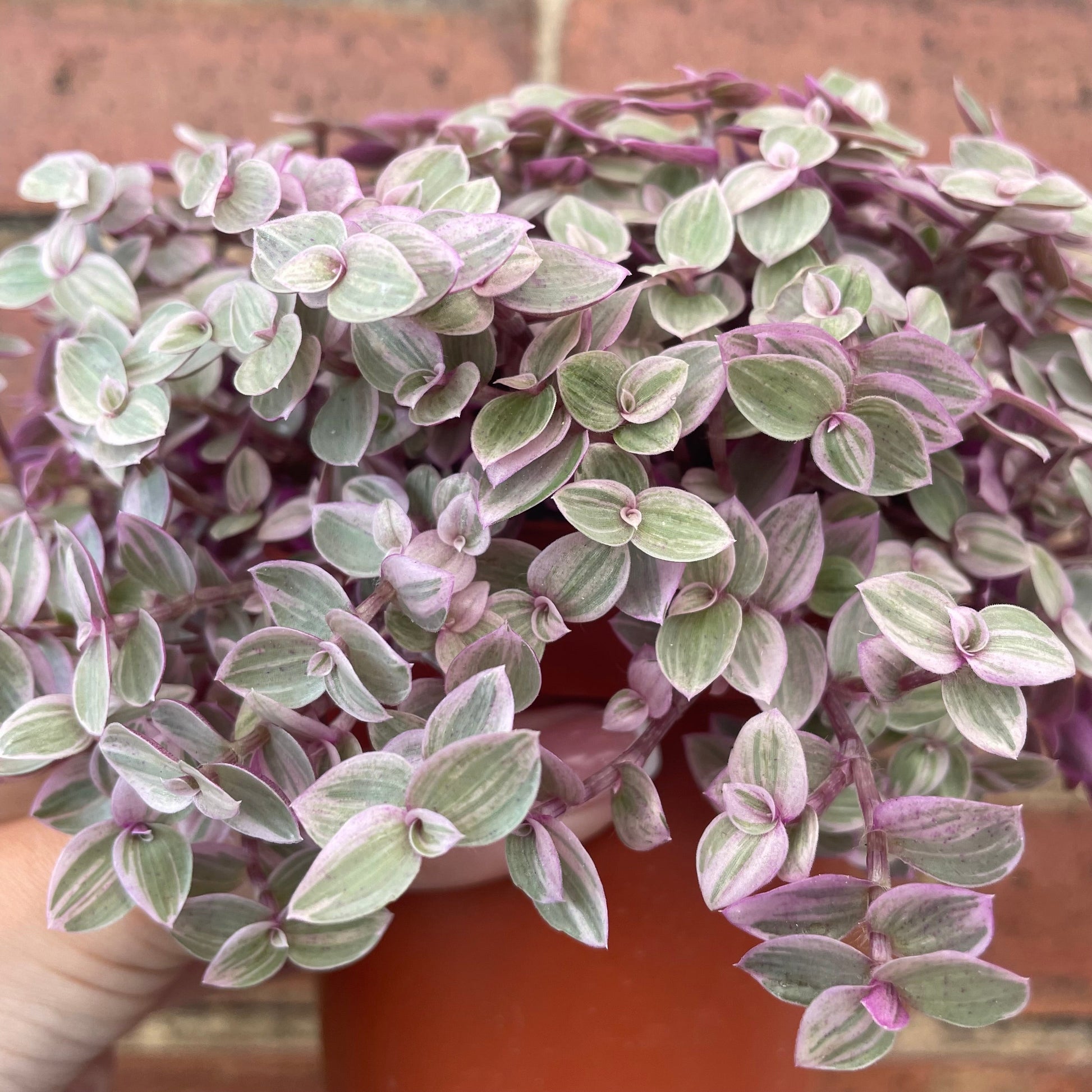 #houseplant## - #plantbaby#