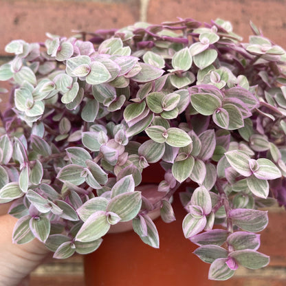 #houseplant## - #plantbaby#