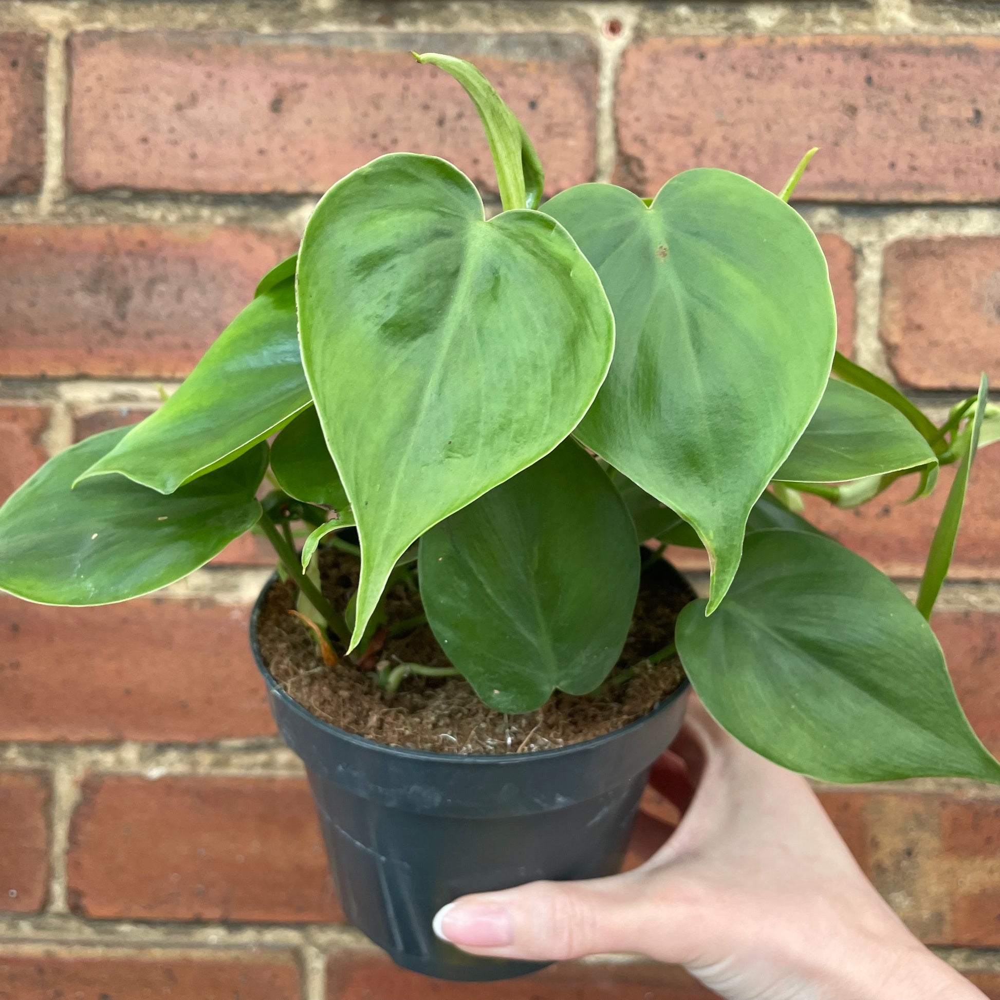 #houseplant## - #plantbaby#