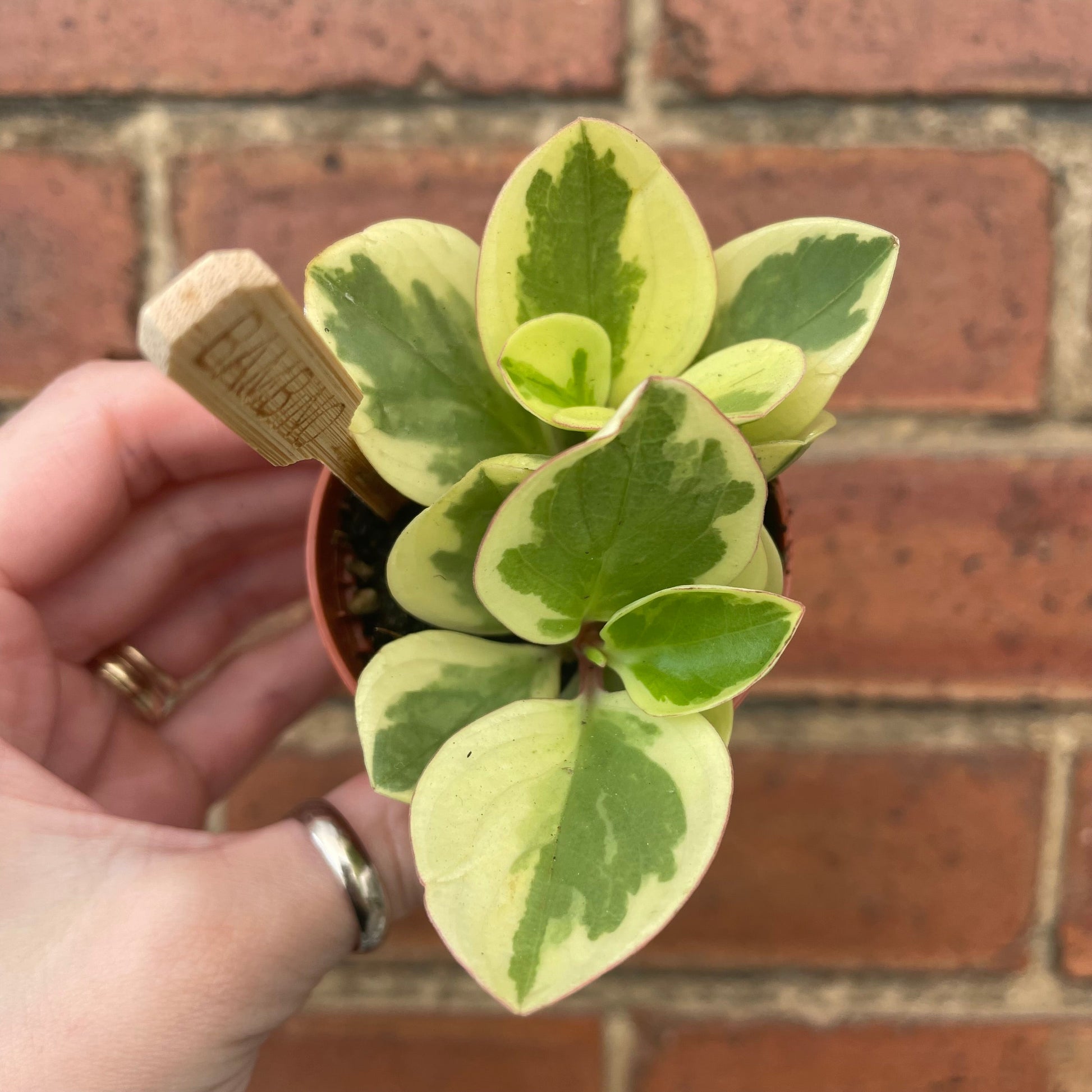 #houseplant## - #plantbaby#