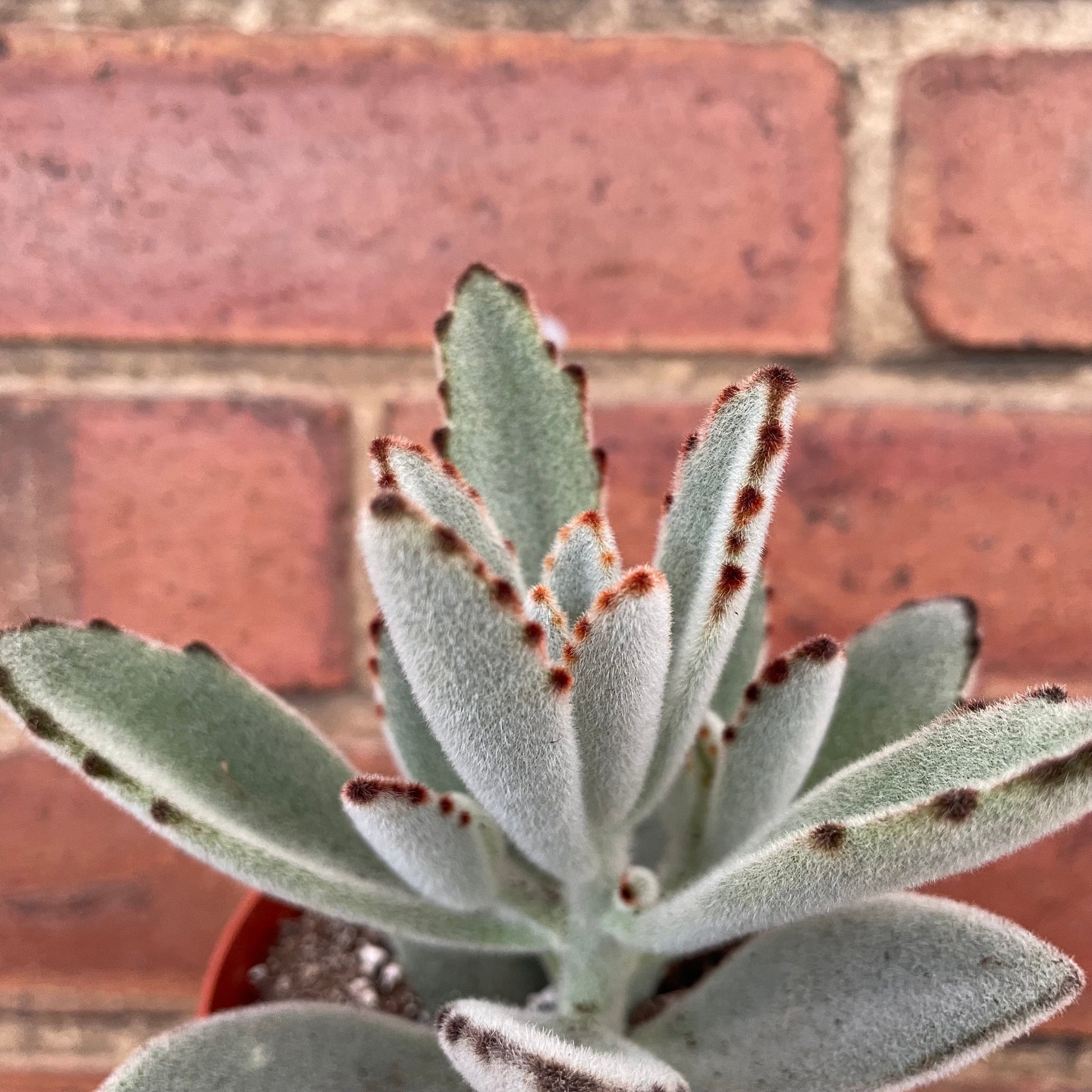 #houseplant## - #plantbaby#