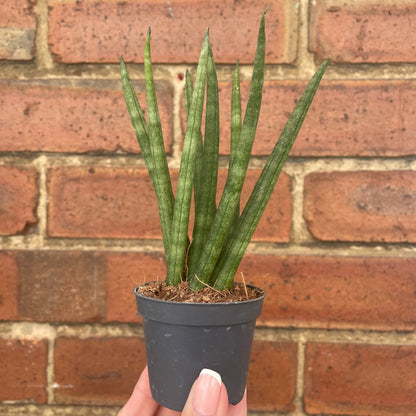 #houseplant## - #plantbaby#