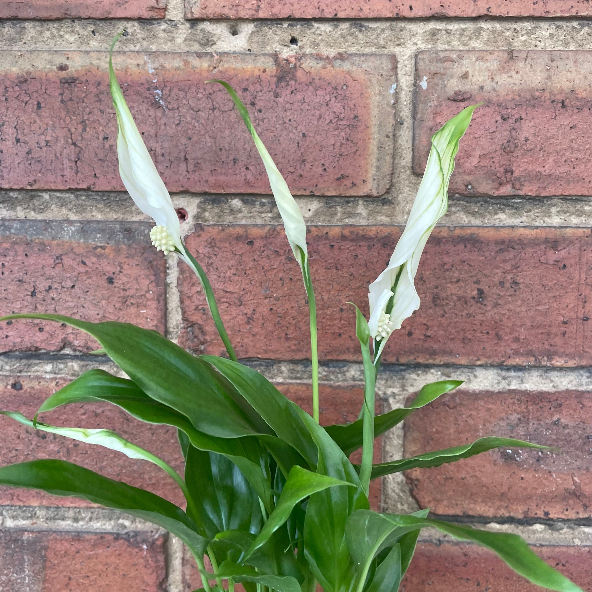 #houseplant## - #plantbaby#