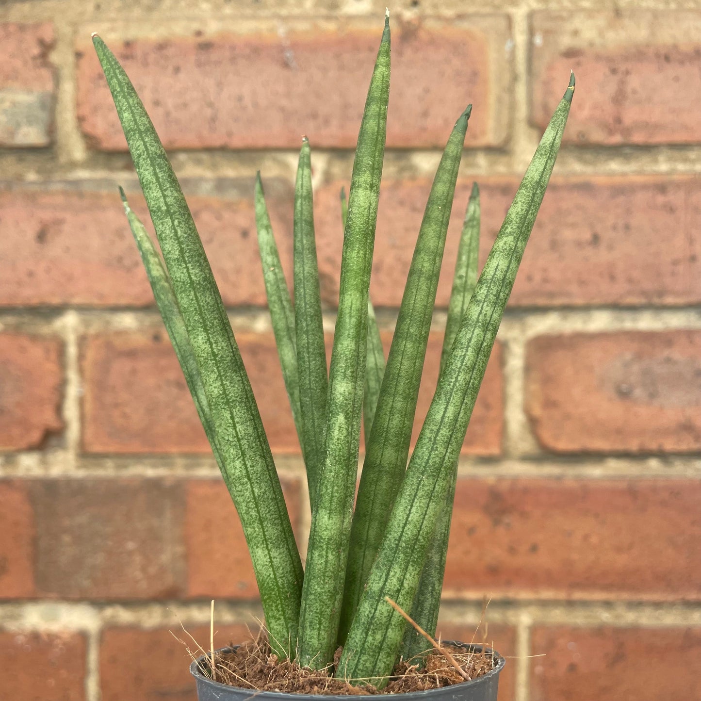 #houseplant## - #plantbaby#