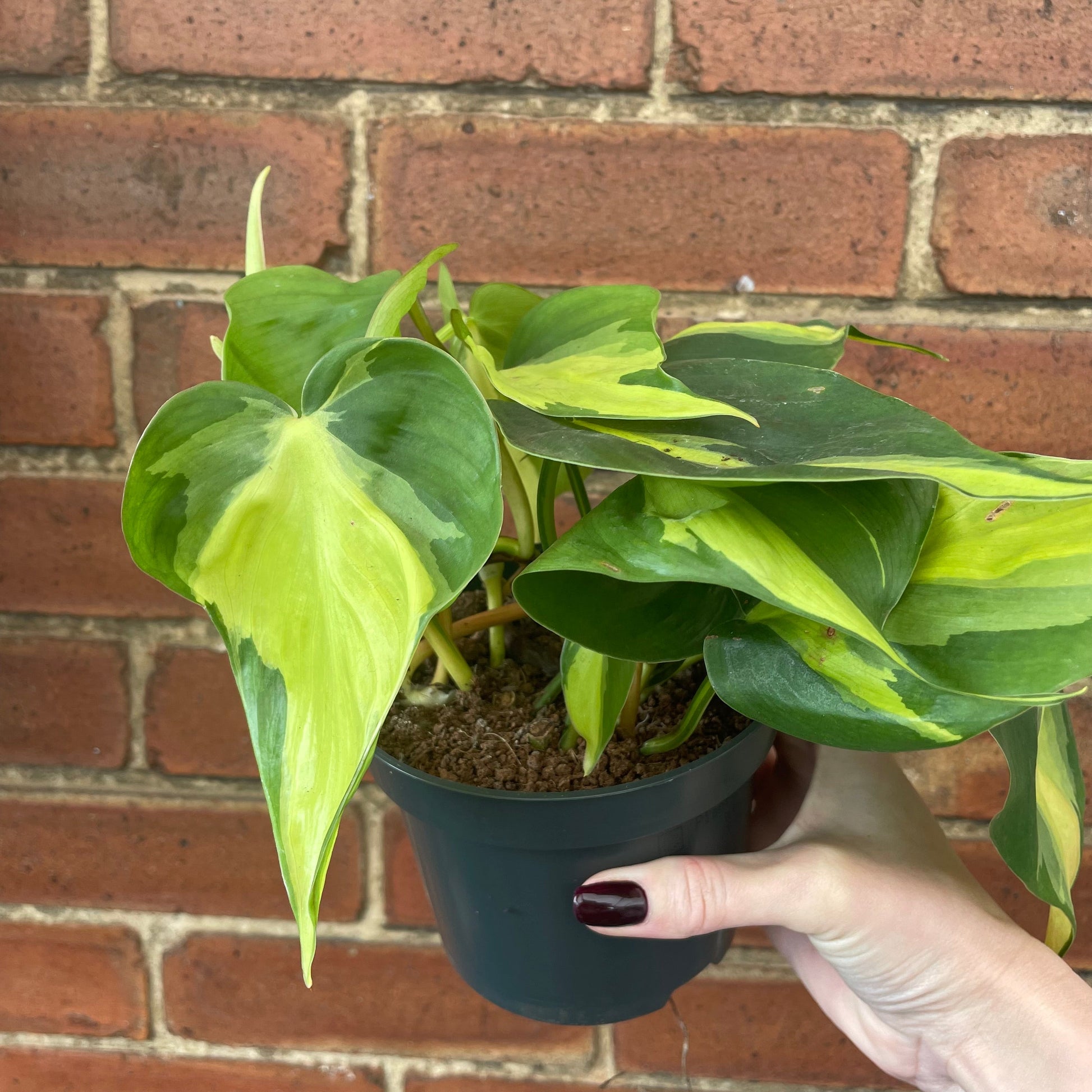 #houseplant## - #plantbaby#
