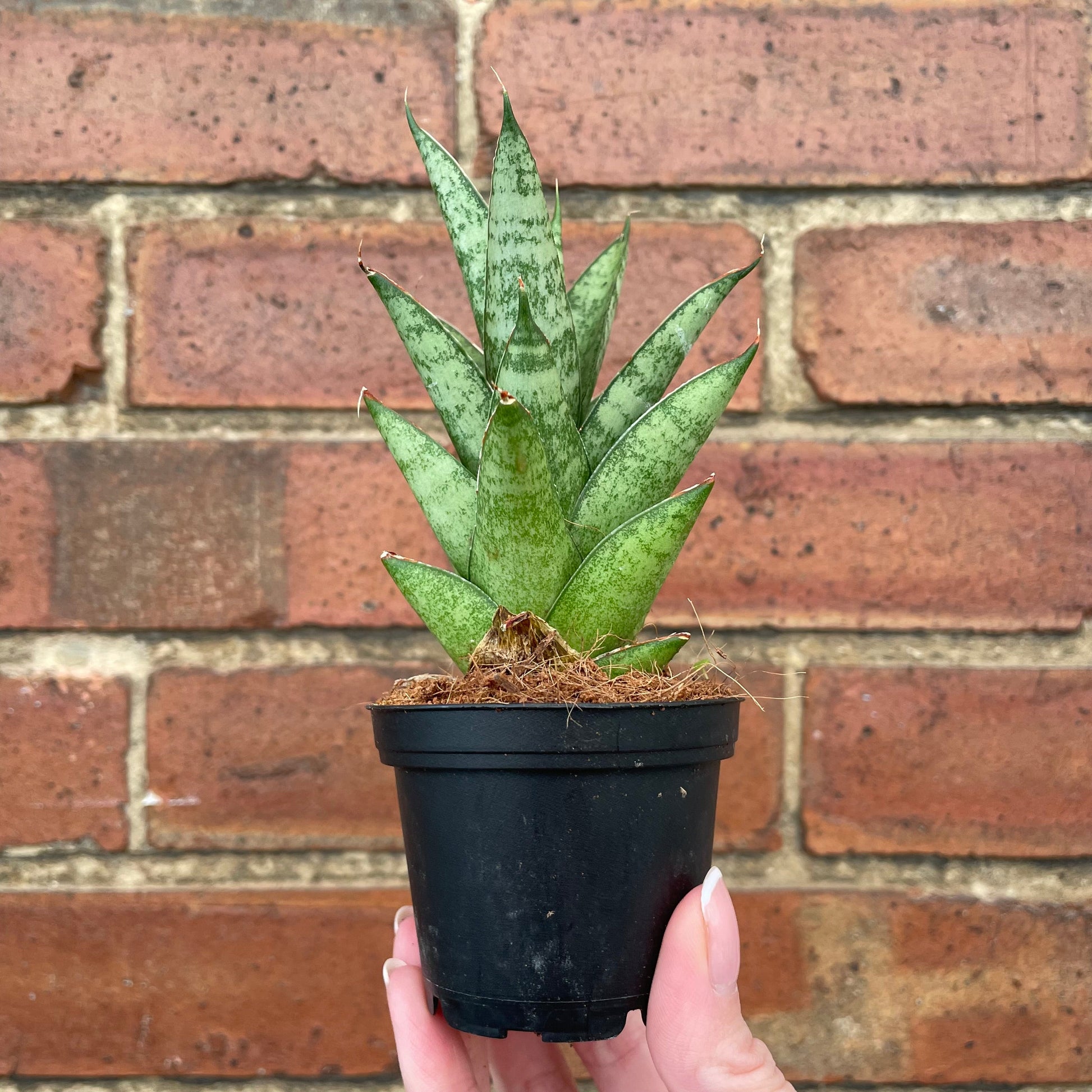 #houseplant## - #plantbaby#