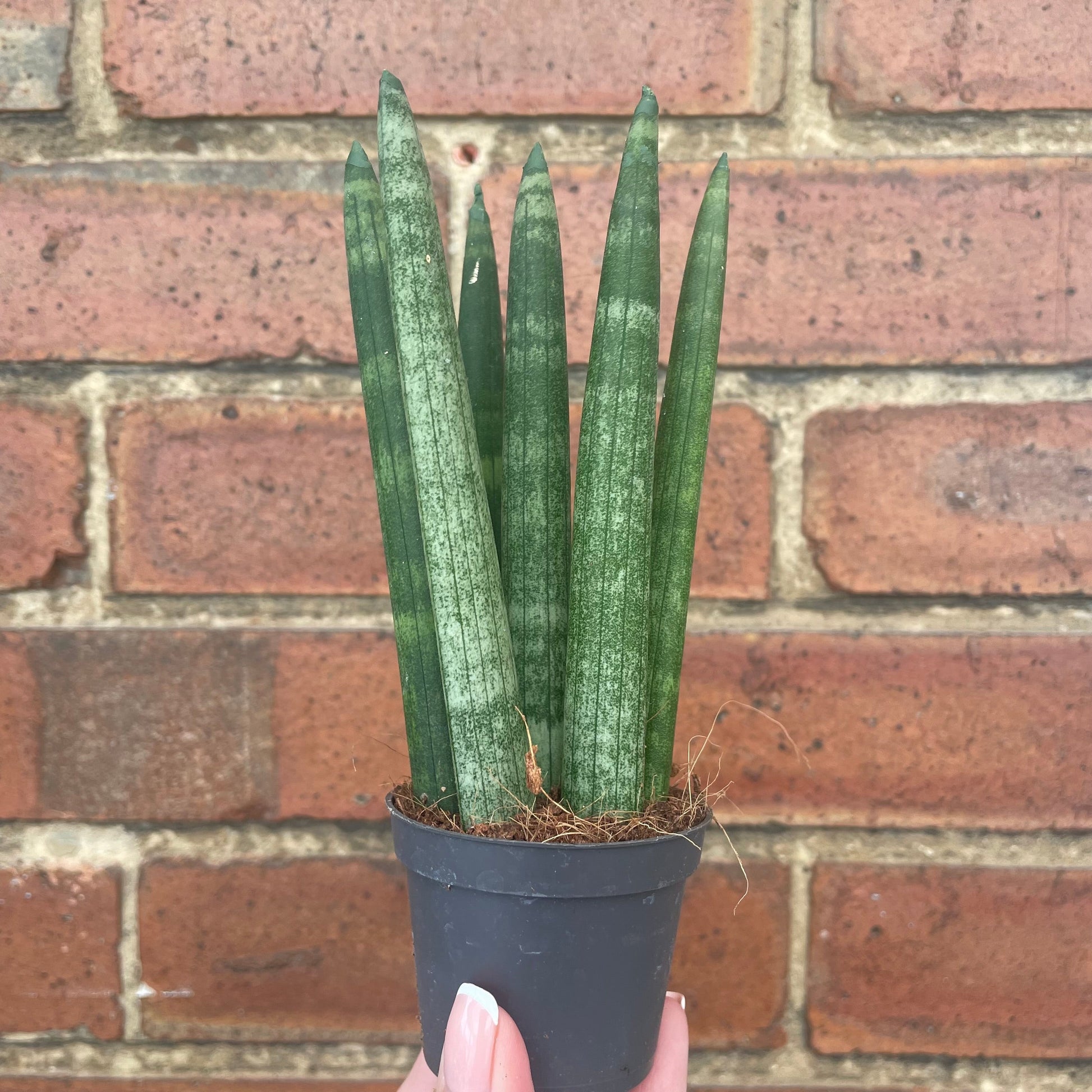 #houseplant## - #plantbaby#