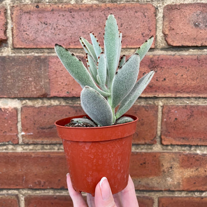 #houseplant## - #plantbaby#