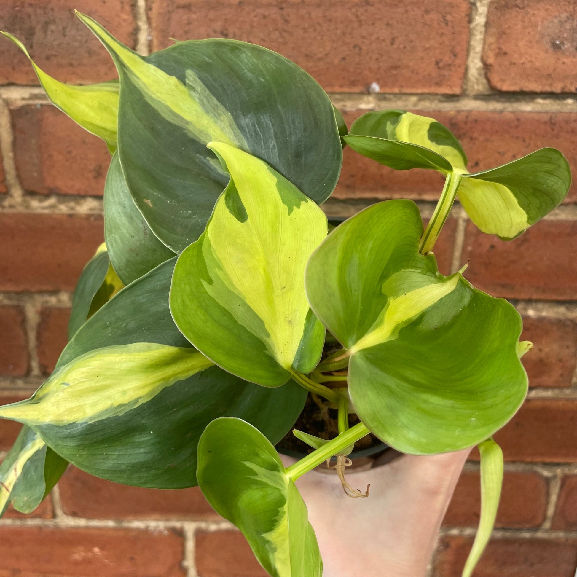 #houseplant## - #plantbaby#
