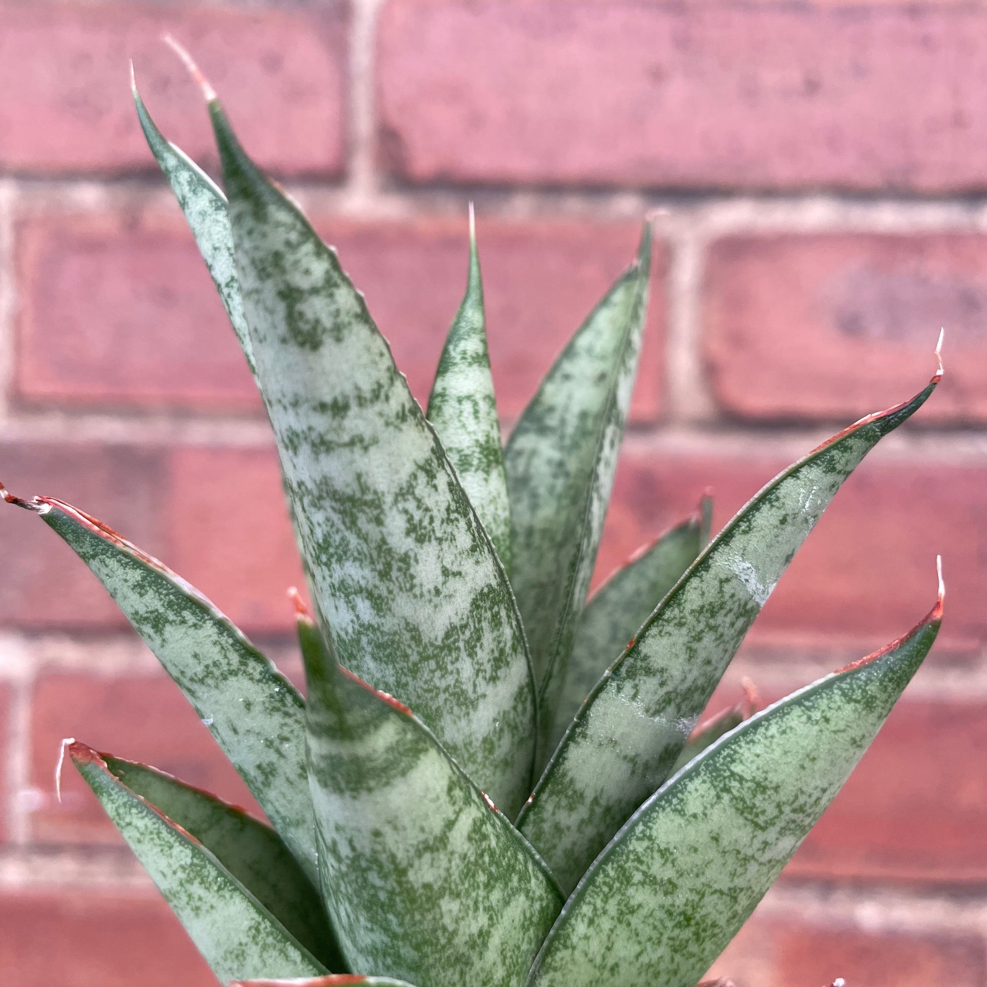#houseplant## - #plantbaby#