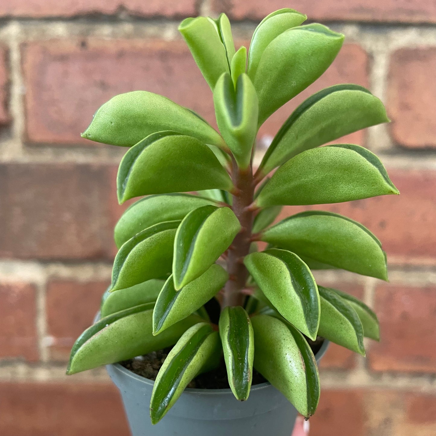 #houseplant## - #plantbaby#