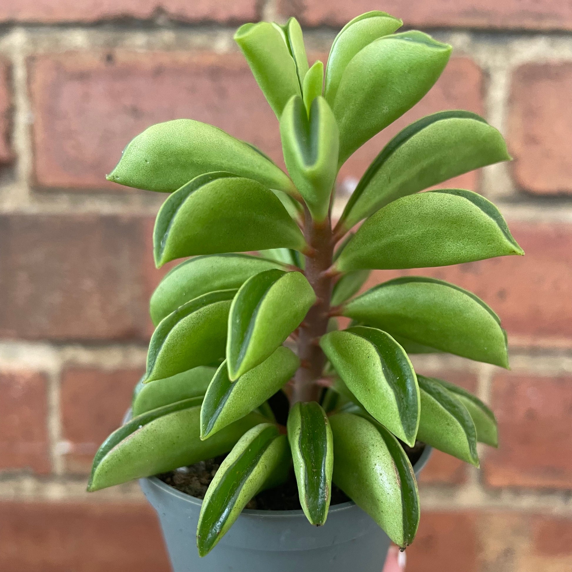#houseplant## - #plantbaby#