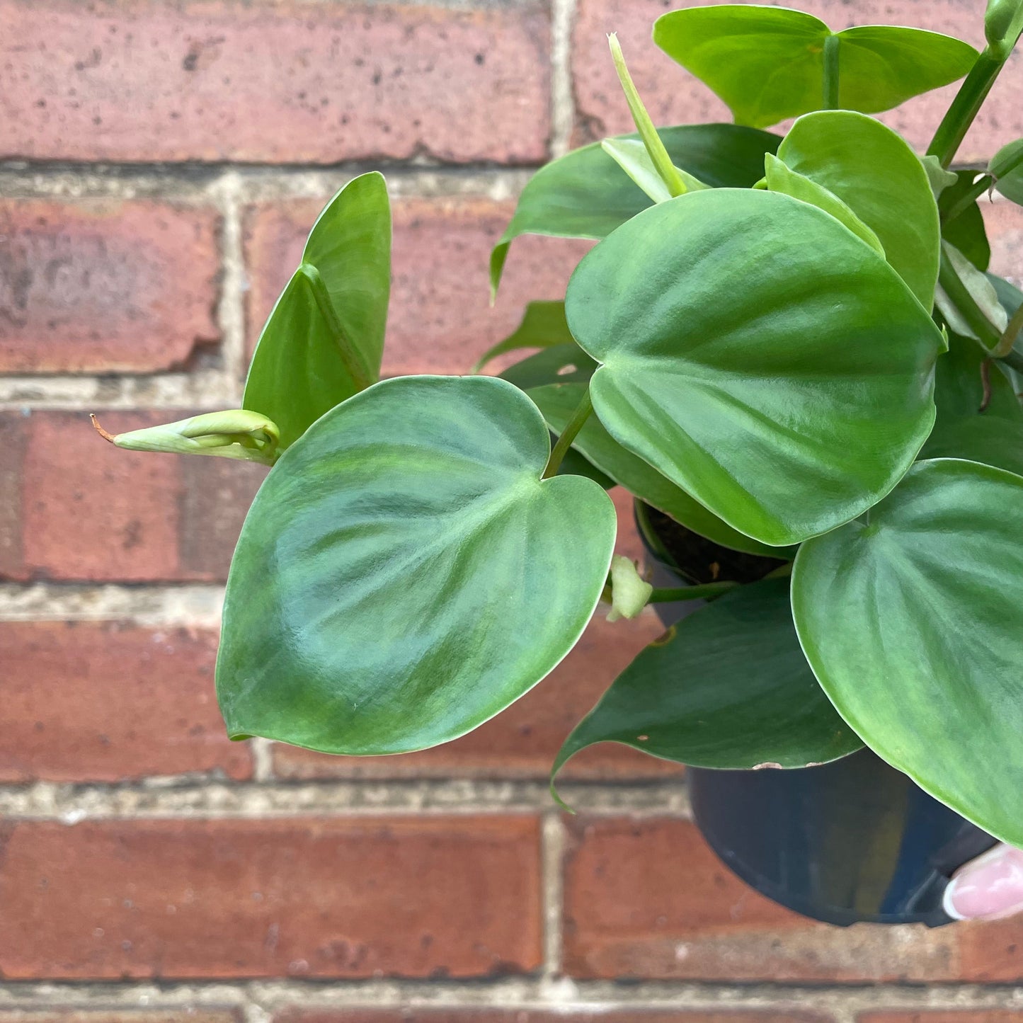 #houseplant## - #plantbaby#