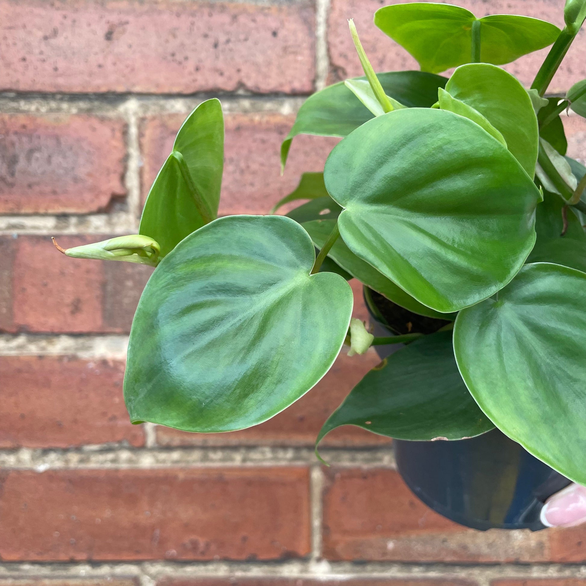 #houseplant## - #plantbaby#
