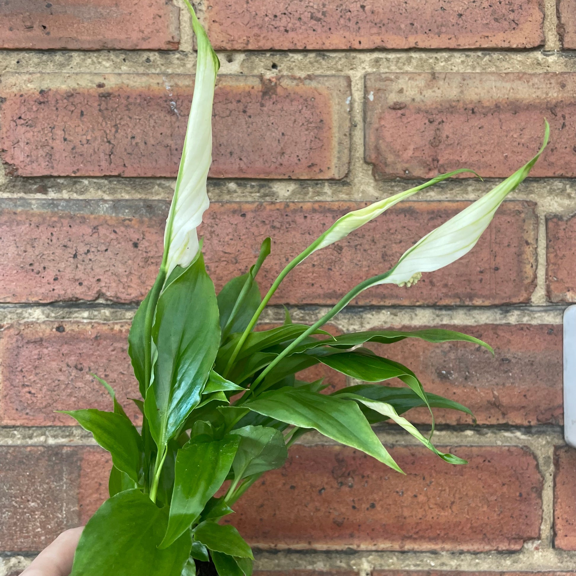 #houseplant## - #plantbaby#