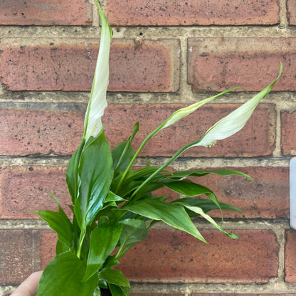 #houseplant## - #plantbaby#