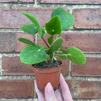 #houseplant## - #plantbaby#