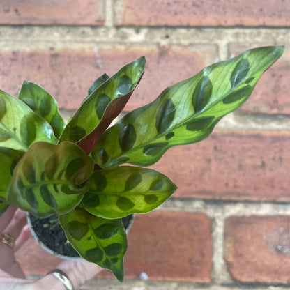#houseplant## - #plantbaby#
