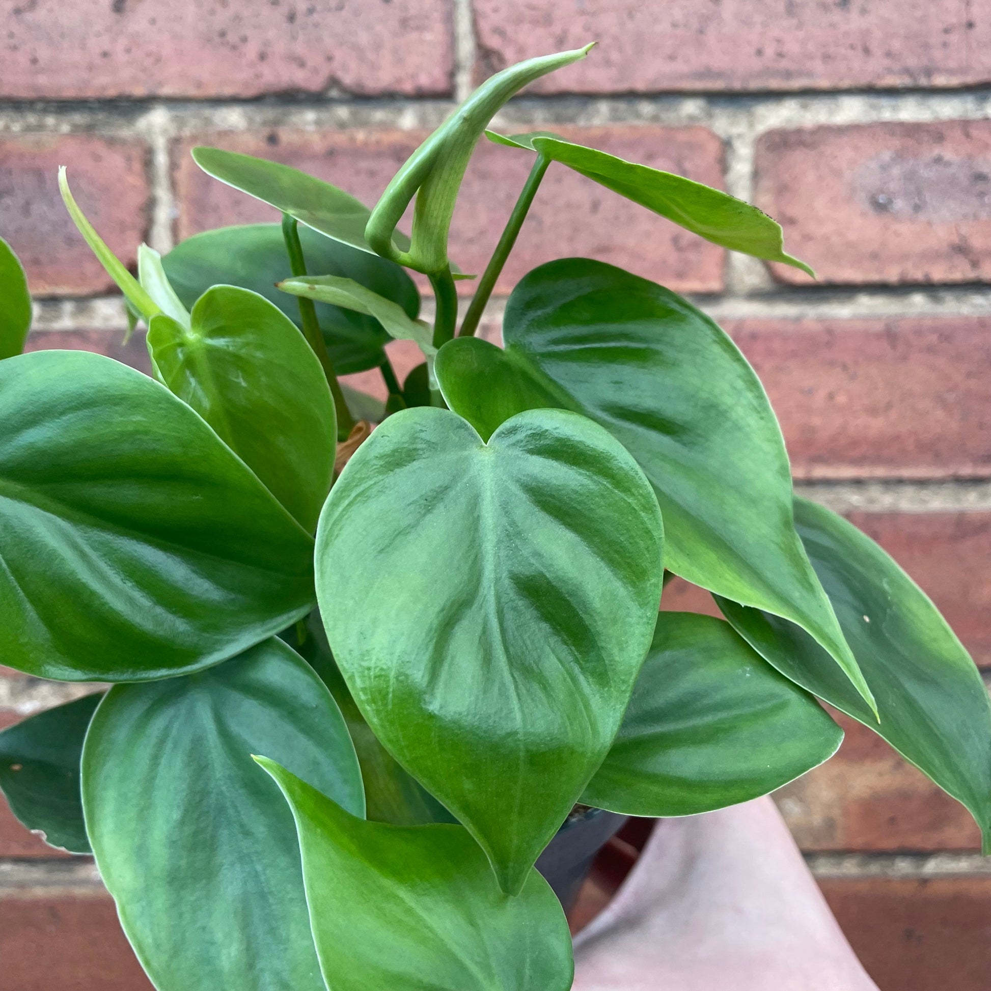 #houseplant## - #plantbaby#