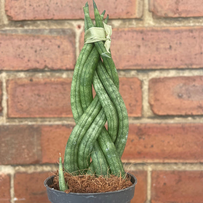 #houseplant## - #plantbaby#