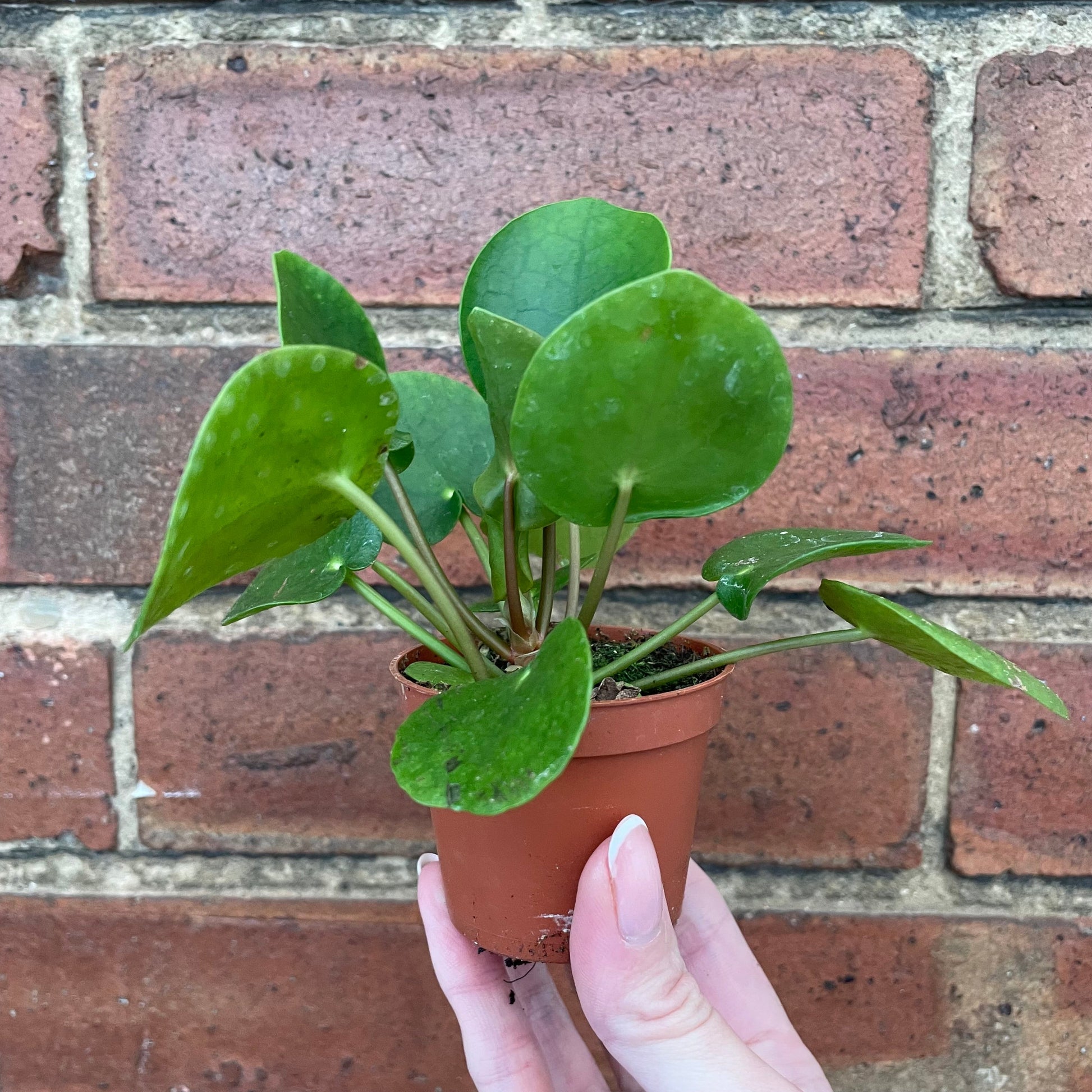 #houseplant## - #plantbaby#