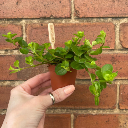 #houseplant## - #plantbaby#