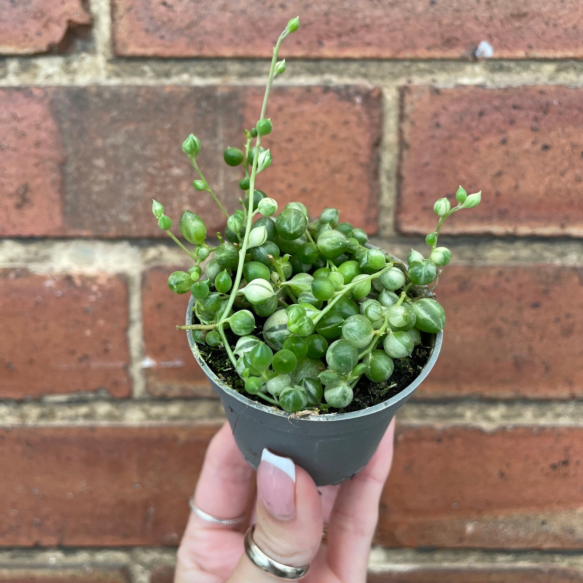 #houseplant## - #plantbaby#