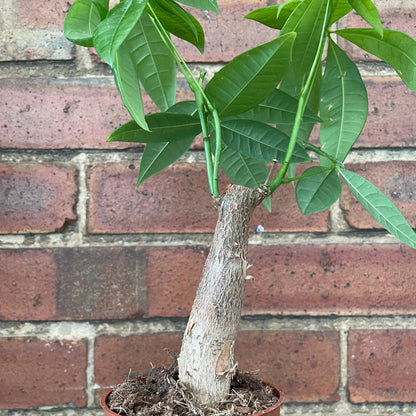 #houseplant## - #plantbaby#
