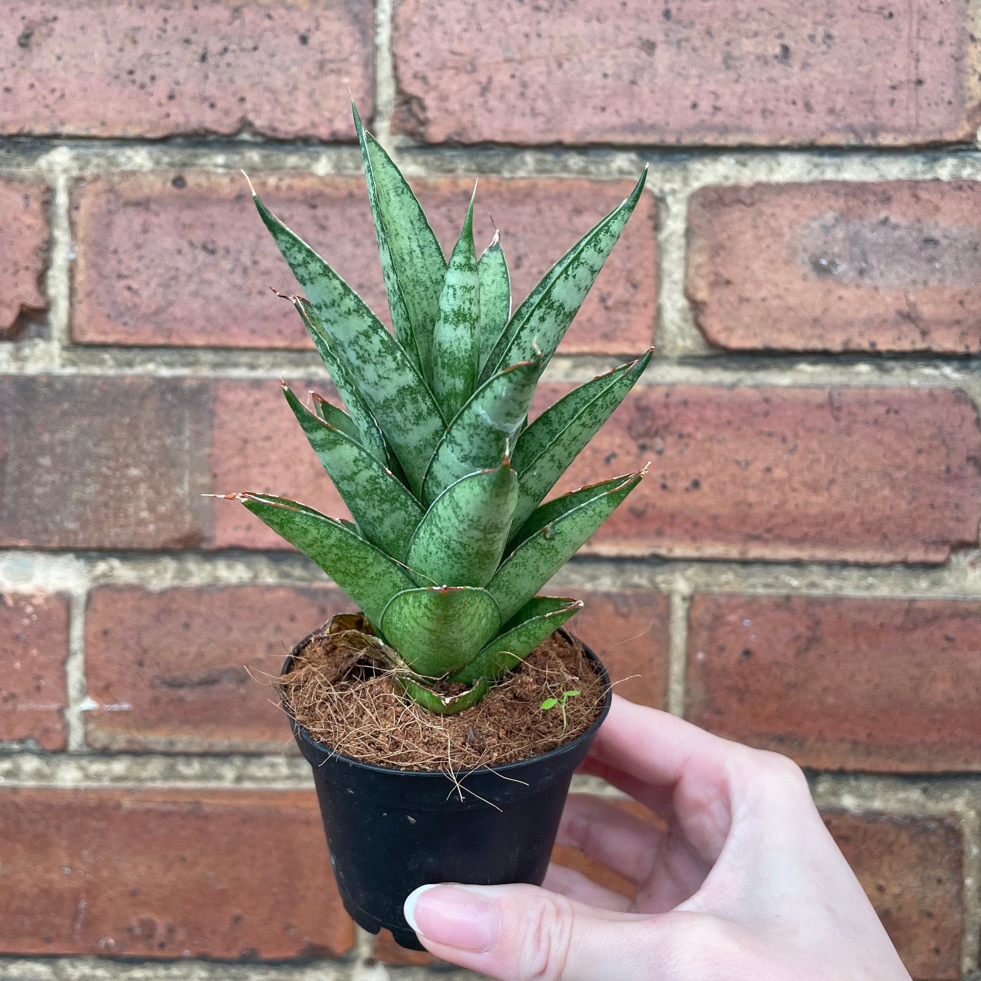 #houseplant## - #plantbaby#