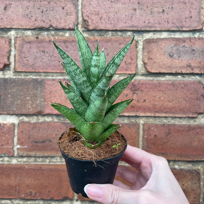 #houseplant## - #plantbaby#