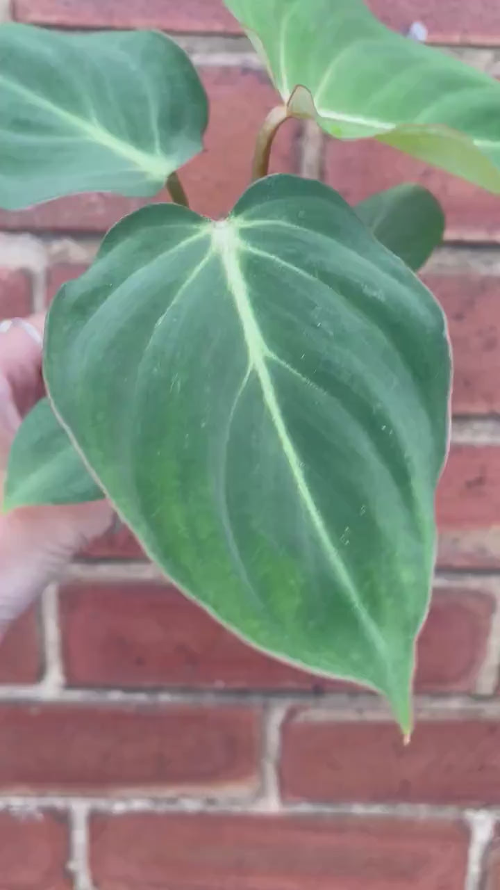 Philodendron Creeping Velvet Houseplant Philodendron Gloriosum Indoor Plant Baby Plant Mini RARE