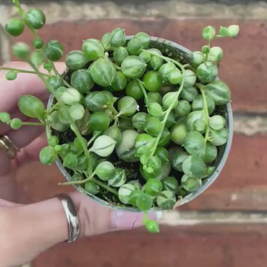 Variegated String of Pearls/Senecio Rowleyanus Houseplant Indoor Mini Plant Succulent Variegation RARE
