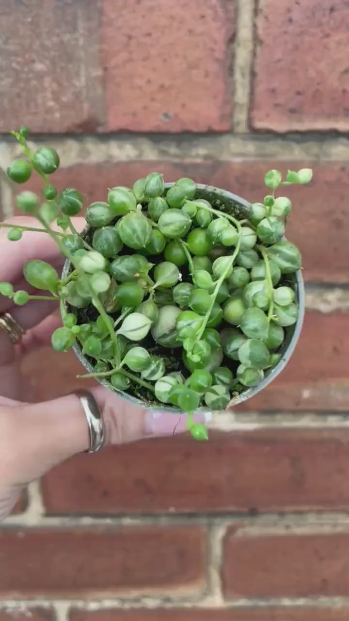 Variegated String of Pearls/Senecio Rowleyanus Houseplant Indoor Mini Plant Succulent Variegation RARE