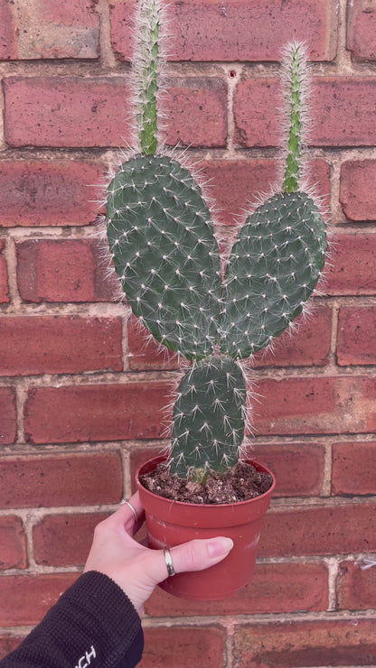 Optunia Pailana Prickly Pear Cactus