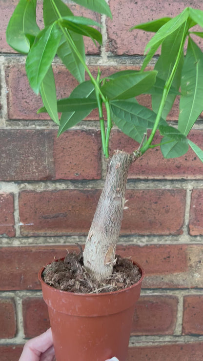 Pachira Aquatica Money Tree